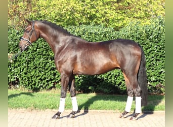 Hannover, Castrone, 5 Anni, 168 cm, Baio