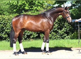 Hannover, Castrone, 5 Anni, 168 cm, Baio