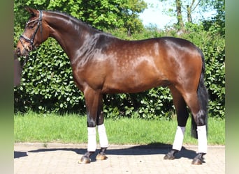 Hannover, Castrone, 5 Anni, 168 cm, Baio