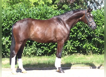 Hannover, Castrone, 5 Anni, 168 cm, Baio