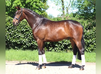 Hannover, Castrone, 5 Anni, 168 cm, Baio