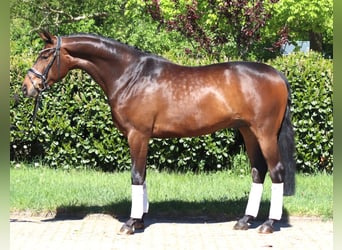 Hannover, Castrone, 5 Anni, 168 cm, Baio