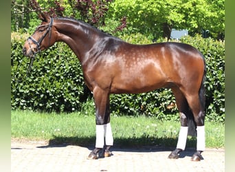Hannover, Castrone, 5 Anni, 168 cm, Baio