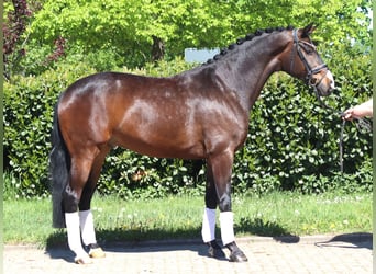 Hannover, Castrone, 5 Anni, 168 cm, Baio