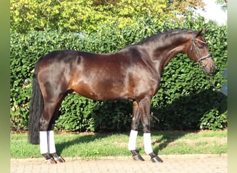 Hannover, Castrone, 5 Anni, 168 cm, Baio