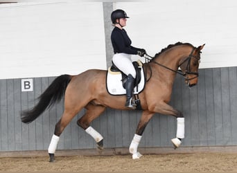 Hannover, Castrone, 5 Anni, 168 cm, Baio