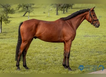 Hannover, Castrone, 5 Anni, 168 cm, Baio