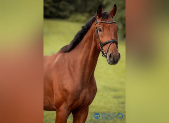 Hannover, Castrone, 5 Anni, 168 cm, Baio