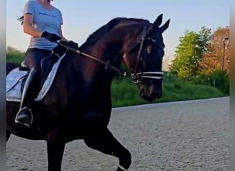 Hannover, Castrone, 5 Anni, 168 cm, Baio nero