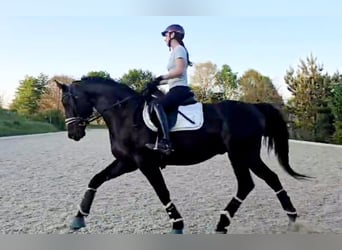 Hannover, Castrone, 5 Anni, 168 cm, Baio nero