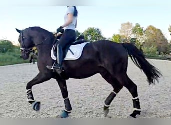 Hannover, Castrone, 5 Anni, 168 cm, Baio nero