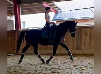 Hannover, Castrone, 5 Anni, 168 cm, Baio nero
