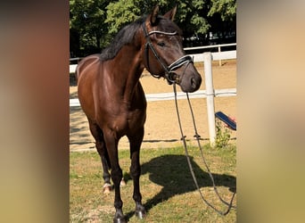 Hannover, Castrone, 5 Anni, 168 cm, Baio nero