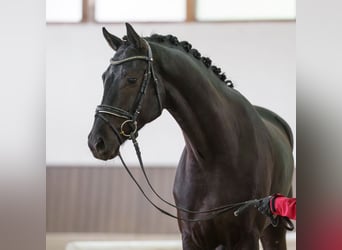 Hannover, Castrone, 5 Anni, 168 cm, Baio nero