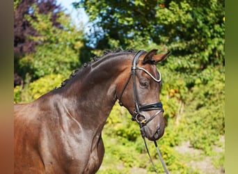 Hannover, Castrone, 5 Anni, 168 cm, Baio scuro