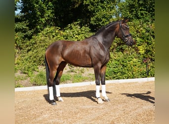 Hannover, Castrone, 5 Anni, 168 cm, Baio scuro