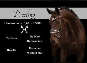 Hannover, Castrone, 5 Anni, 168 cm, Baio scuro