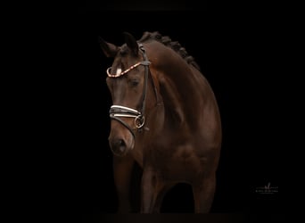 Hannover, Castrone, 5 Anni, 168 cm, Baio scuro