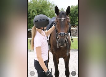 Hannover, Castrone, 5 Anni, 168 cm, Baio scuro