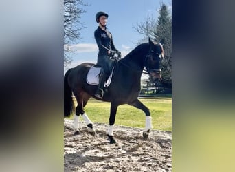 Hannover, Castrone, 5 Anni, 168 cm, Baio scuro