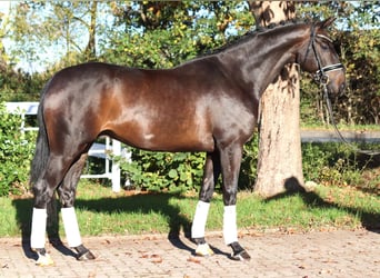 Hannover, Castrone, 5 Anni, 168 cm, Baio scuro