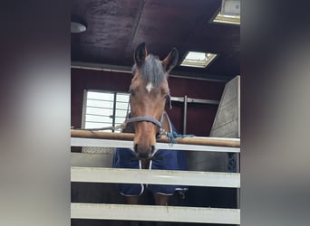 Hannover, Castrone, 5 Anni, 168 cm, Baio scuro