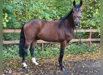 Hannover, Castrone, 5 Anni, 168 cm, Baio scuro