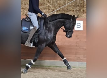 Hannover, Castrone, 5 Anni, 168 cm, Morello