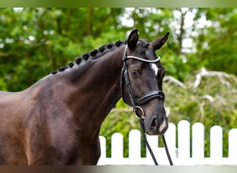 Hannover, Castrone, 5 Anni, 168 cm, Morello