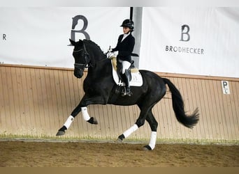 Hannover, Castrone, 5 Anni, 168 cm, Morello