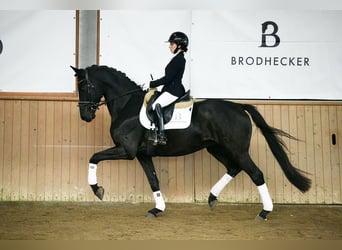 Hannover, Castrone, 5 Anni, 168 cm, Morello