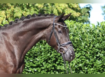 Hannover, Castrone, 5 Anni, 168 cm, Morello
