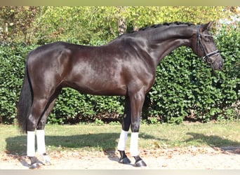 Hannover, Castrone, 5 Anni, 168 cm, Morello
