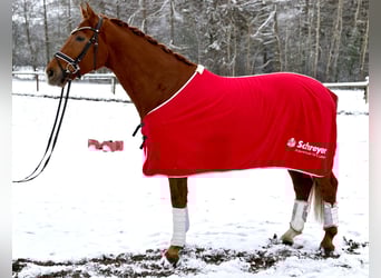 Hannover, Castrone, 5 Anni, 168 cm, Sauro