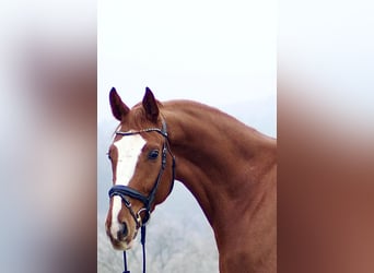 Hannover, Castrone, 5 Anni, 168 cm, Sauro