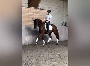 Hannover, Castrone, 5 Anni, 168 cm, Sauro