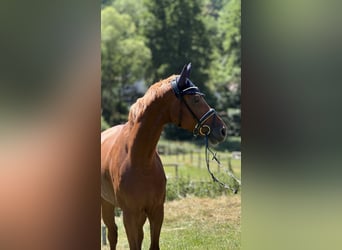 Hannover, Castrone, 5 Anni, 168 cm, Sauro