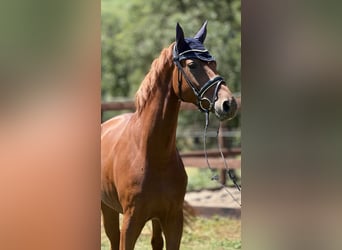 Hannover, Castrone, 5 Anni, 168 cm, Sauro