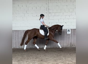 Hannover, Castrone, 5 Anni, 168 cm, Sauro
