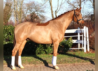Hannover, Castrone, 5 Anni, 168 cm, Sauro