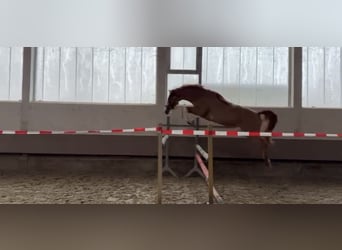 Hannover, Castrone, 5 Anni, 168 cm, Sauro