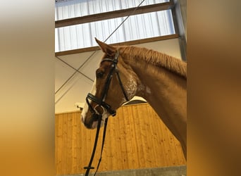 Hannover, Castrone, 5 Anni, 168 cm, Sauro