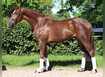 Hannover, Castrone, 5 Anni, 168 cm, Sauro scuro
