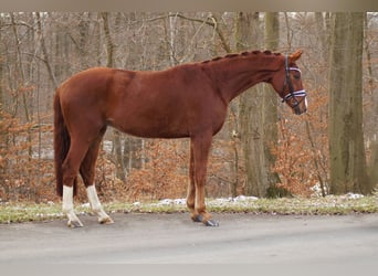 Hannover, Castrone, 5 Anni, 168 cm, Sauro scuro