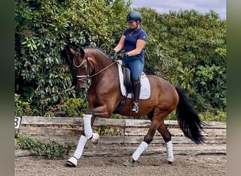 Hannover, Castrone, 5 Anni, 169 cm, Baio