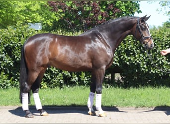 Hannover, Castrone, 5 Anni, 169 cm, Baio