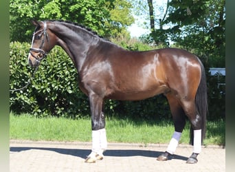 Hannover, Castrone, 5 Anni, 169 cm, Baio