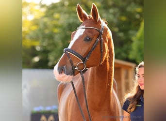 Hannover, Castrone, 5 Anni, 169 cm, Baio