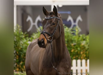 Hannover, Castrone, 5 Anni, 169 cm, Baio