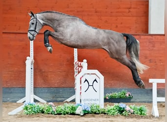 Hannover, Castrone, 5 Anni, 169 cm, Grigio